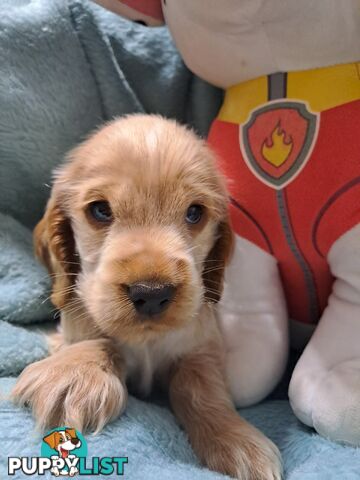 Pure English Cocker spainel puppies