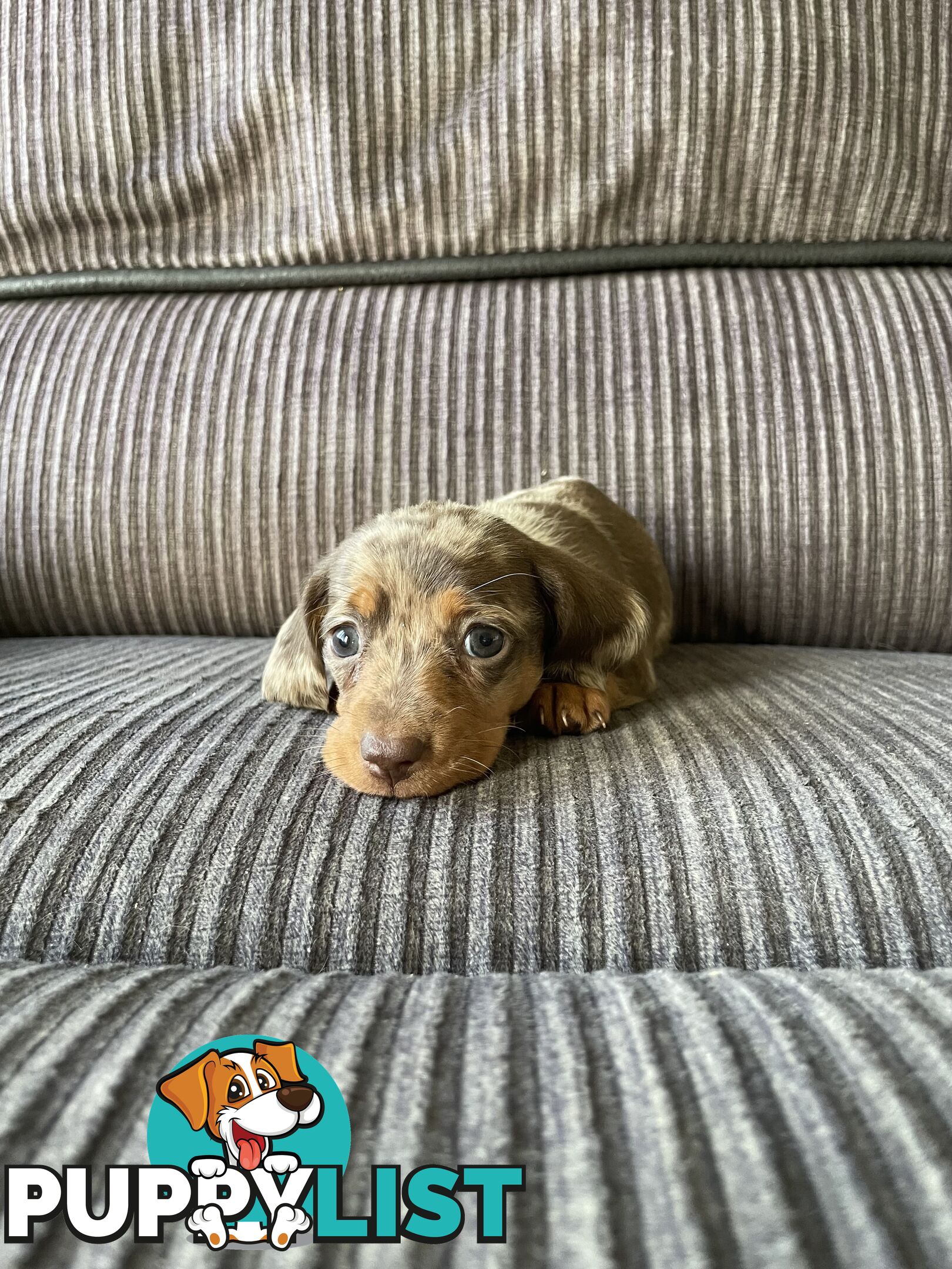 Miniature Dachshund puppies