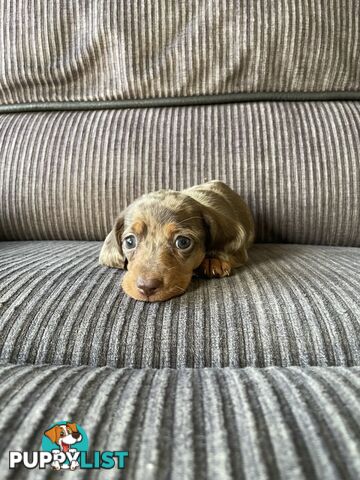 Miniature Dachshund puppies
