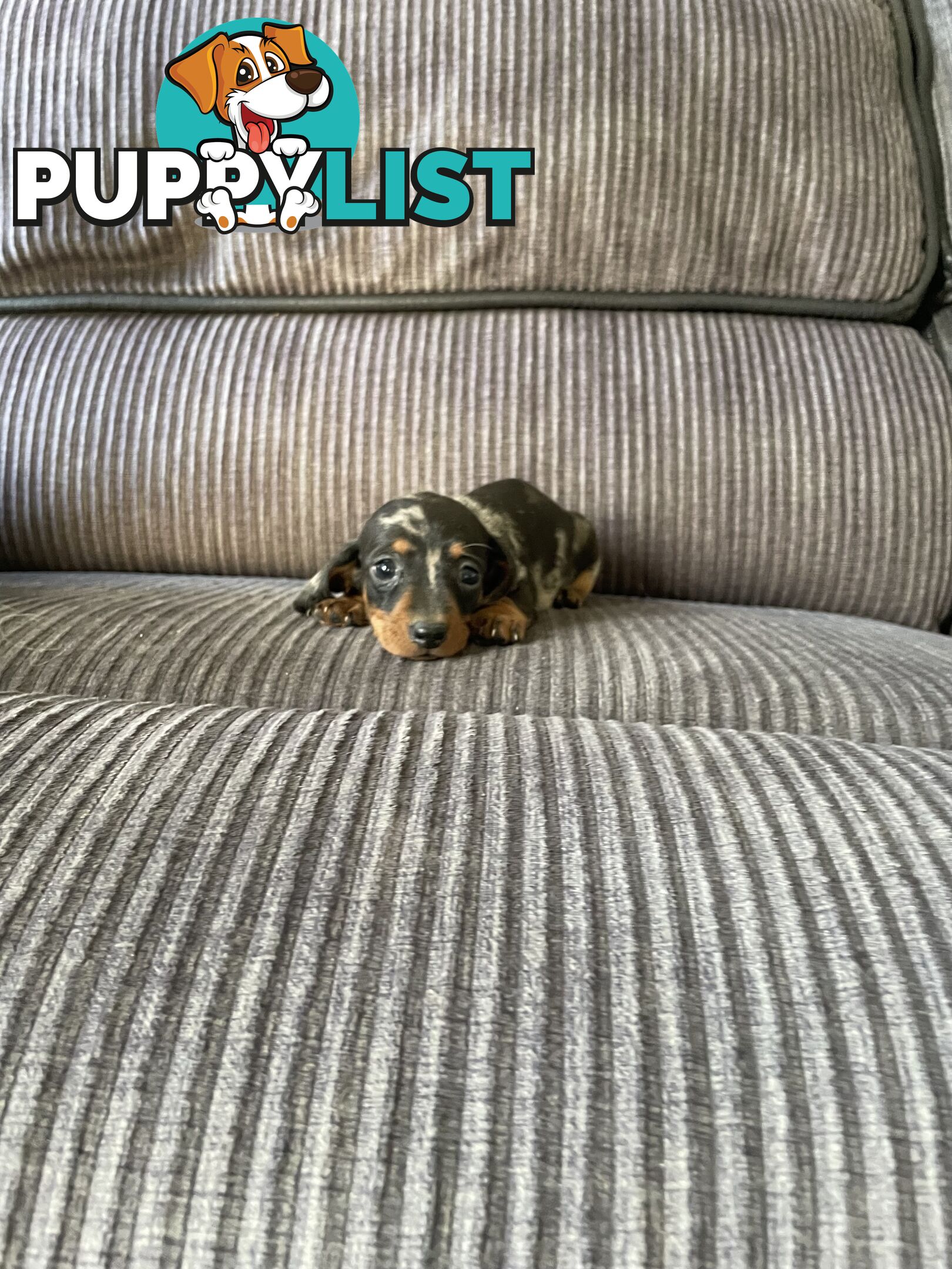 Miniature Dachshund puppies