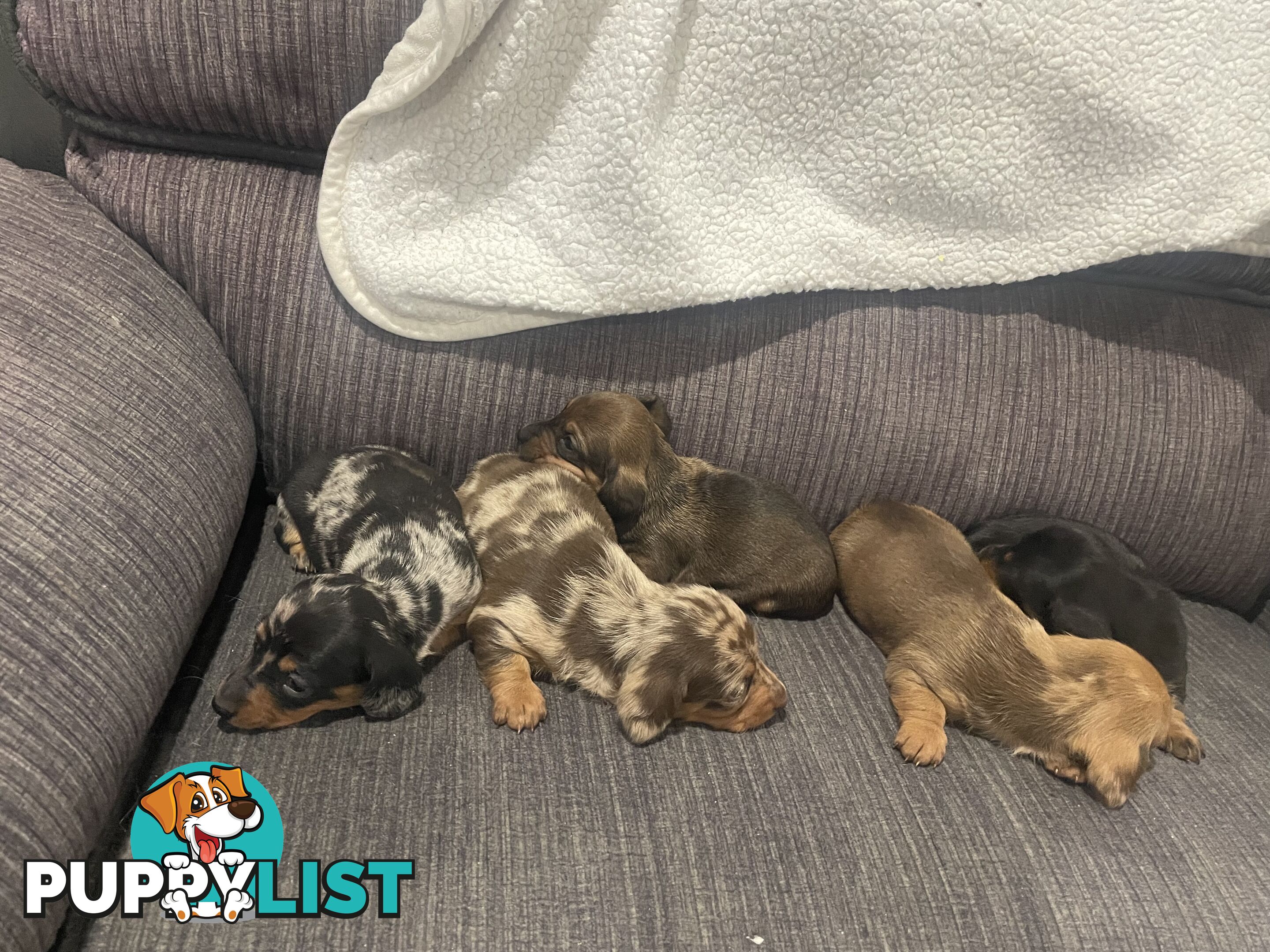 Dachshund puppies