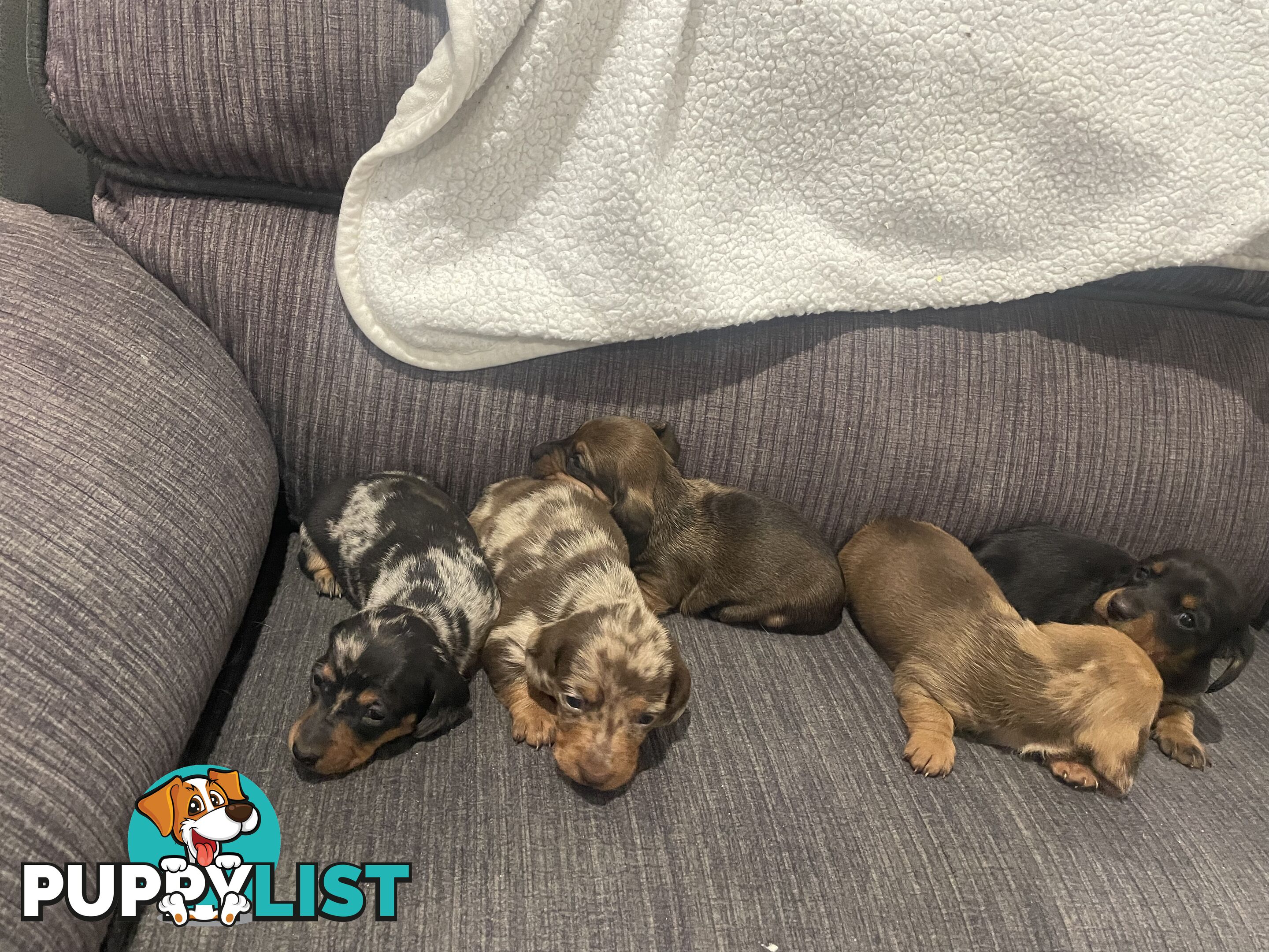Dachshund puppies