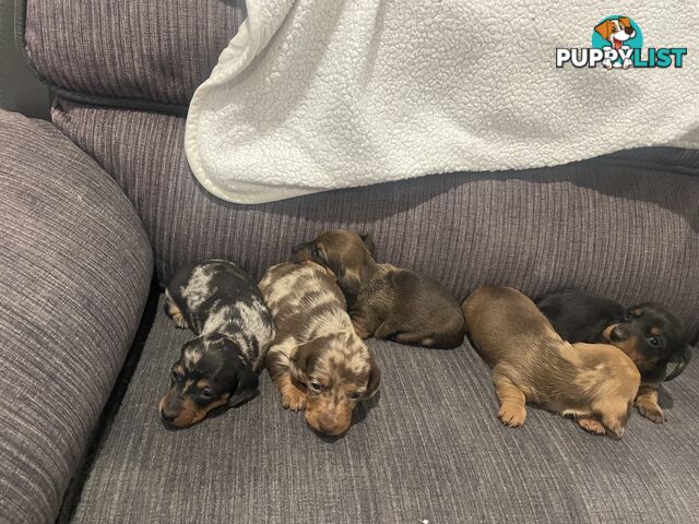 Dachshund puppies