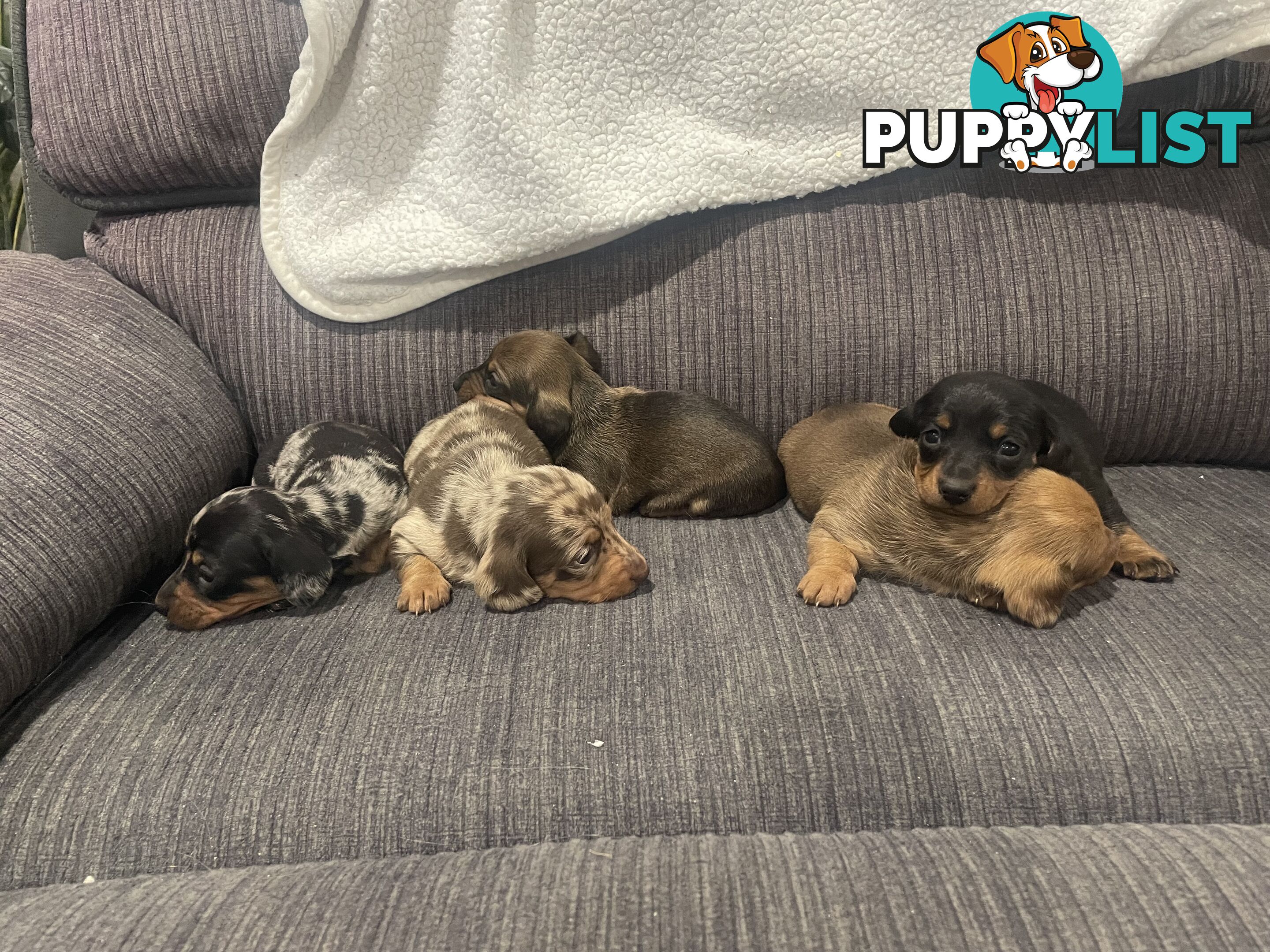 Dachshund puppies