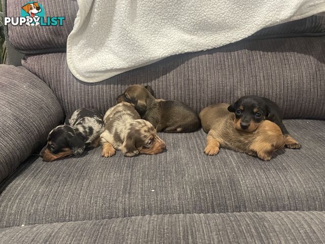 Dachshund puppies