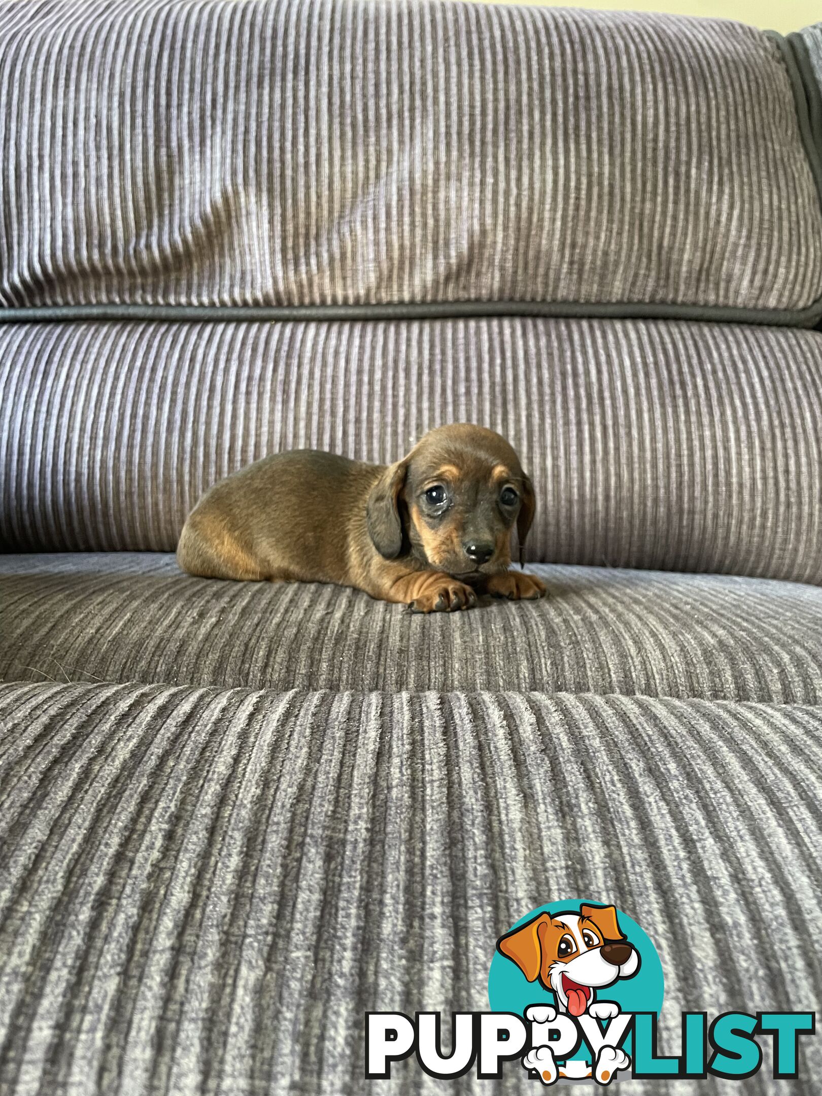 Miniature Dachshund puppies