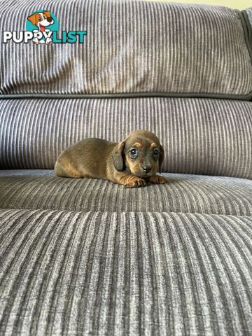 Miniature Dachshund puppies