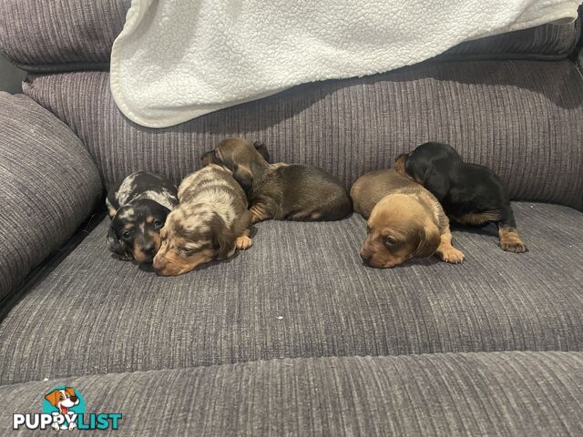 Dachshund puppies