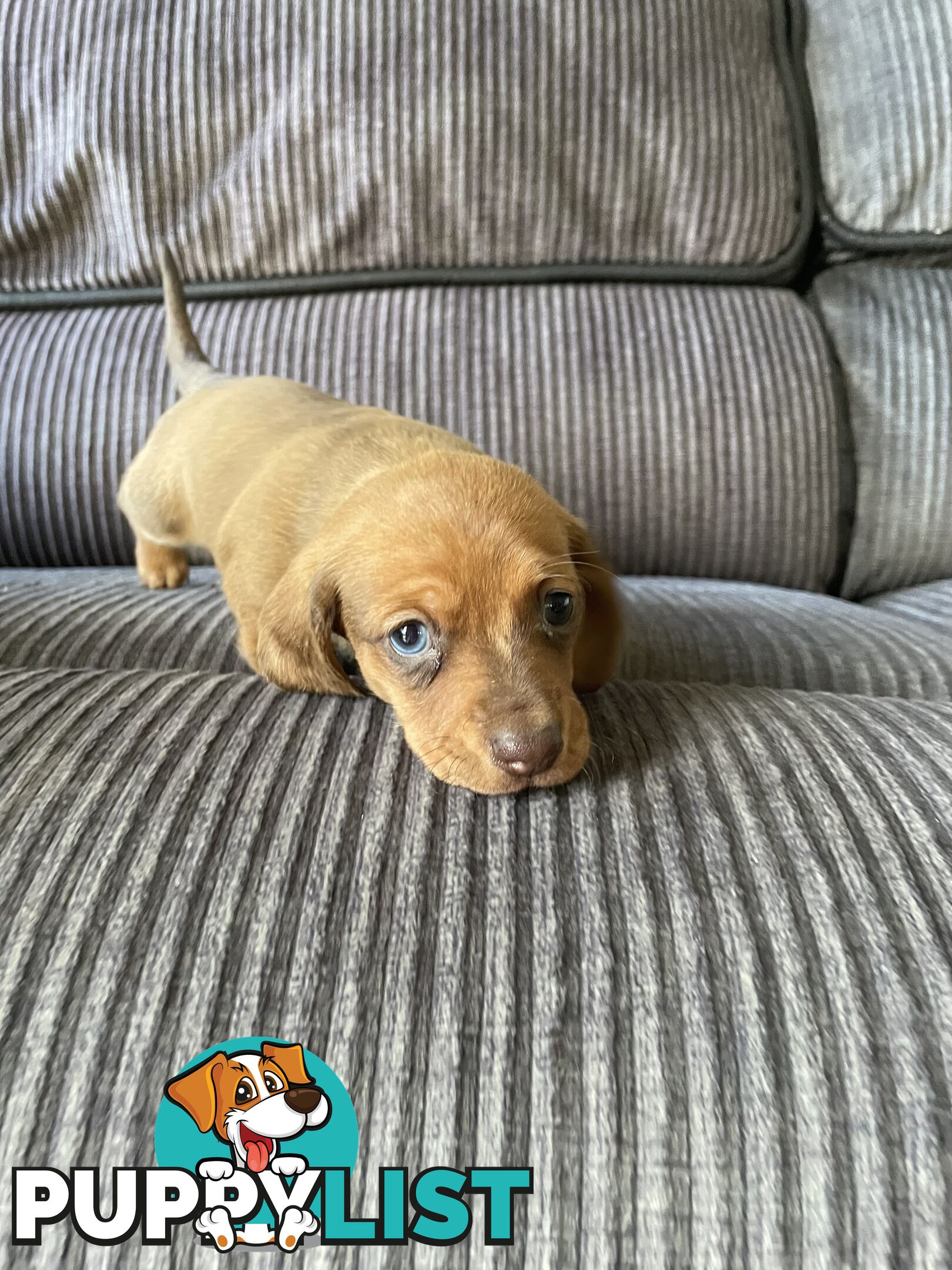 Miniature Dachshund puppies