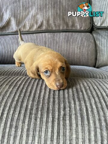 Miniature Dachshund puppies