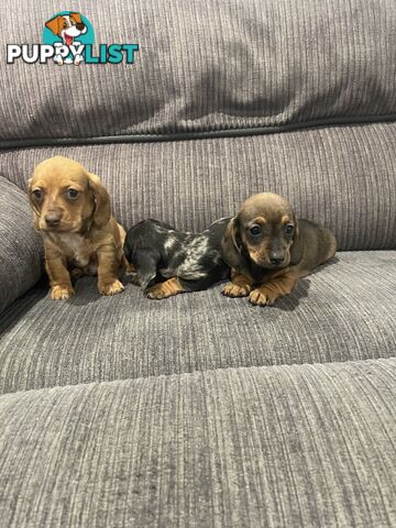 Miniature dachshund puppies