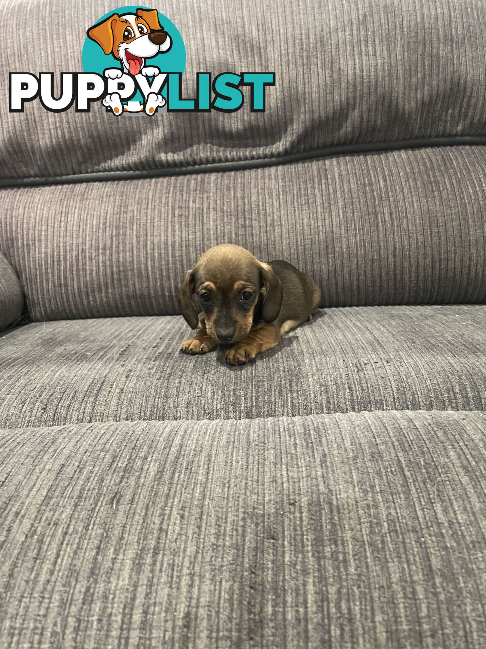 Miniature dachshund puppies