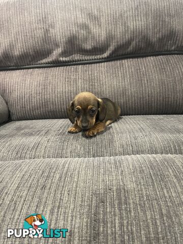 Miniature dachshund puppies