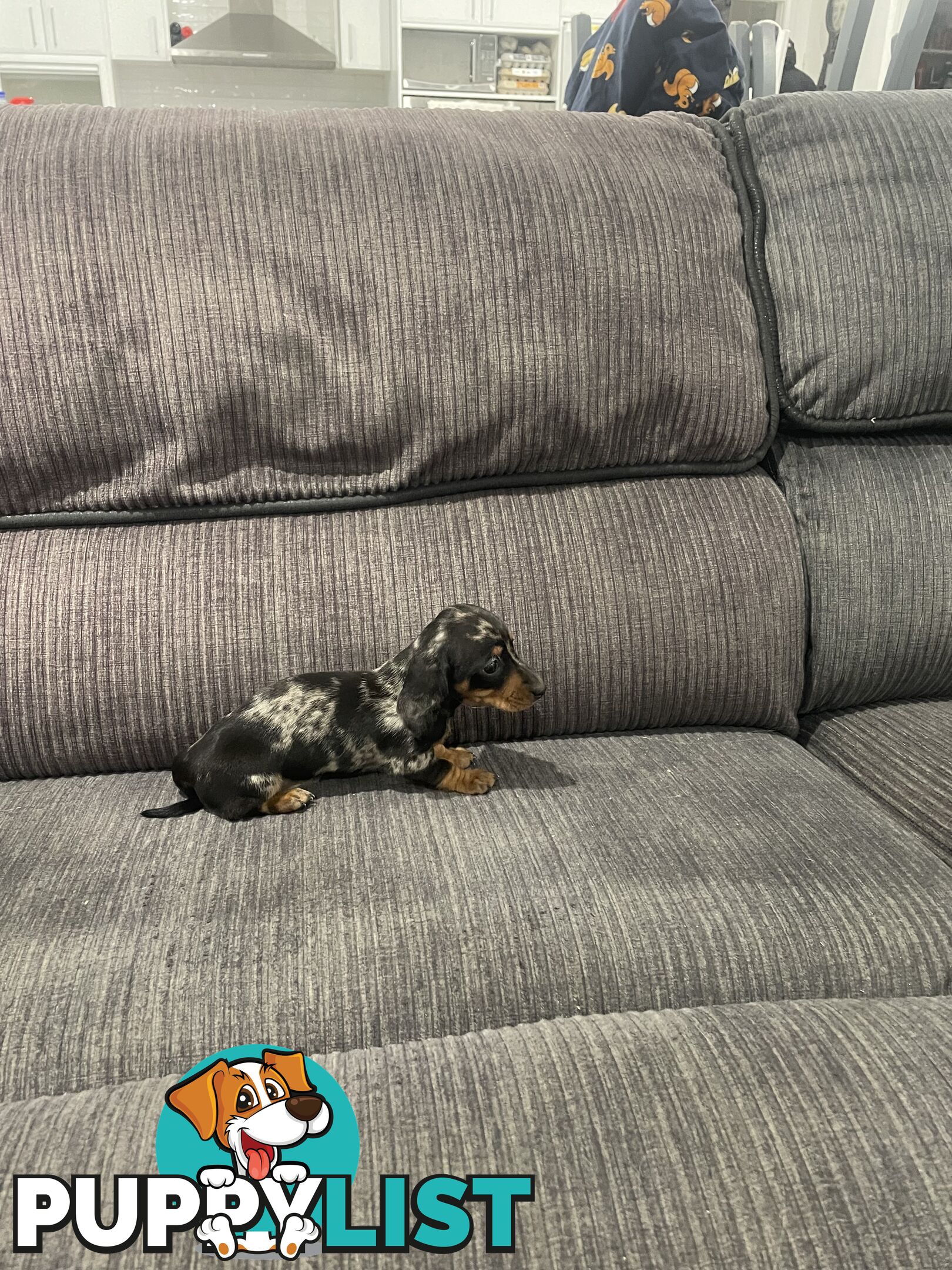 Miniature dachshund puppies