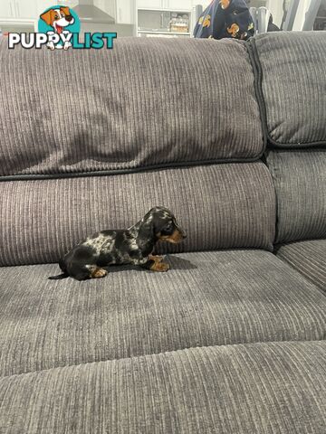 Miniature dachshund puppies