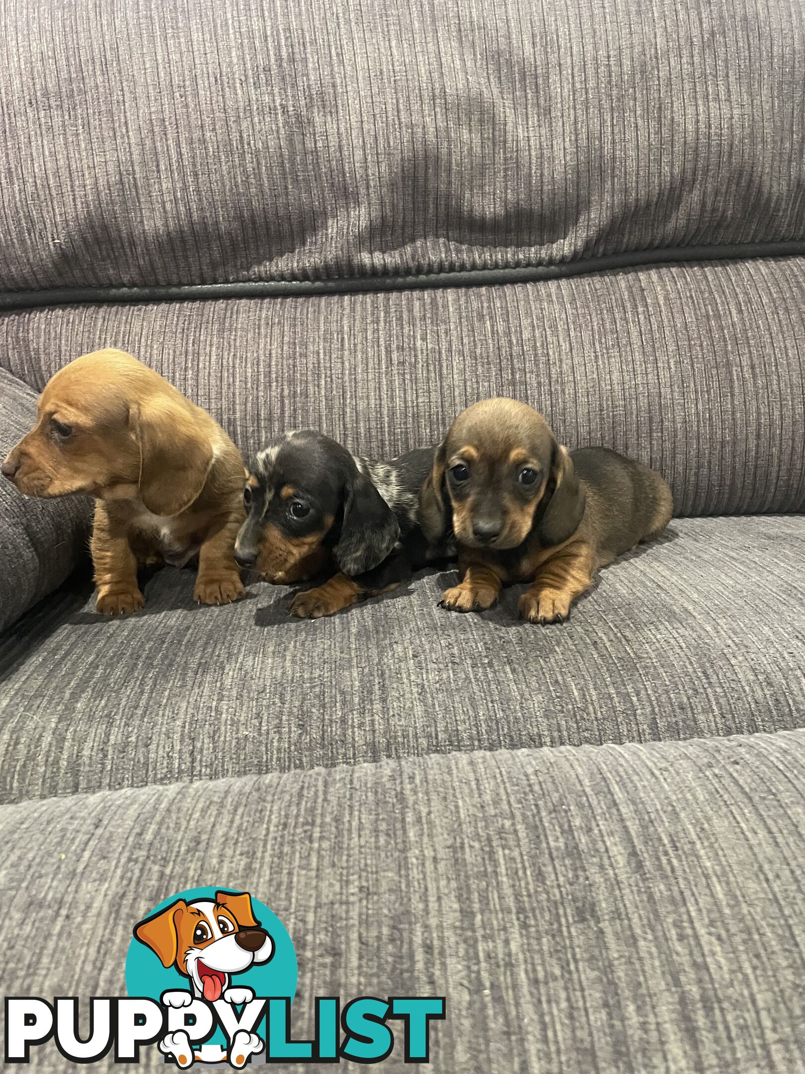 Miniature dachshund puppies