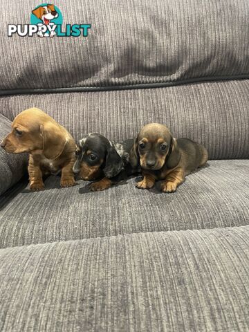 Miniature dachshund puppies