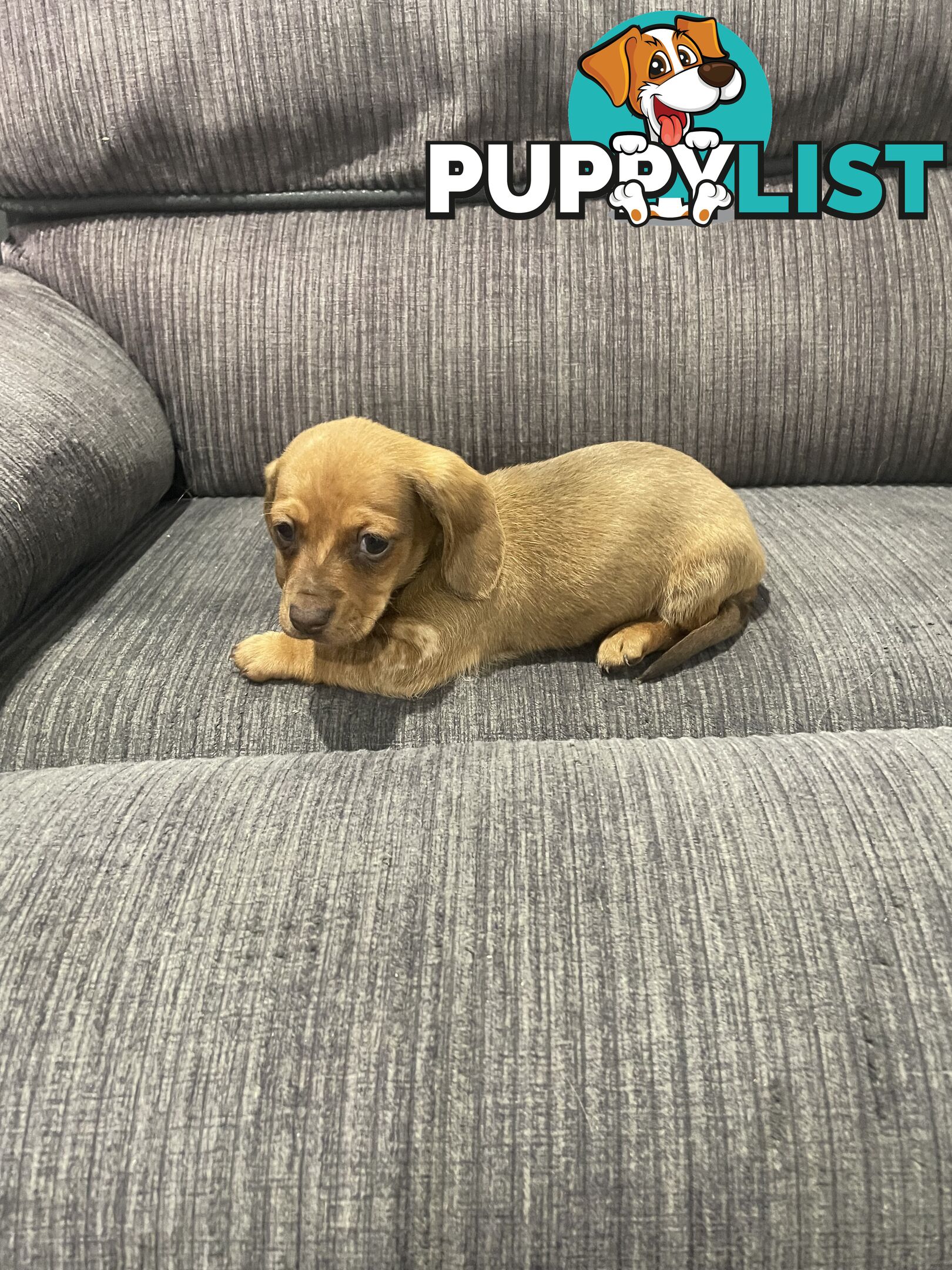 Miniature dachshund puppies
