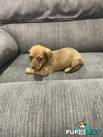 Miniature dachshund puppies