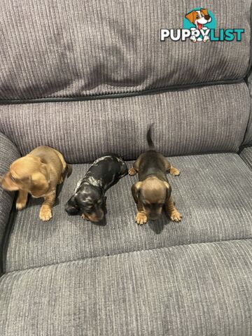 Miniature dachshund puppies
