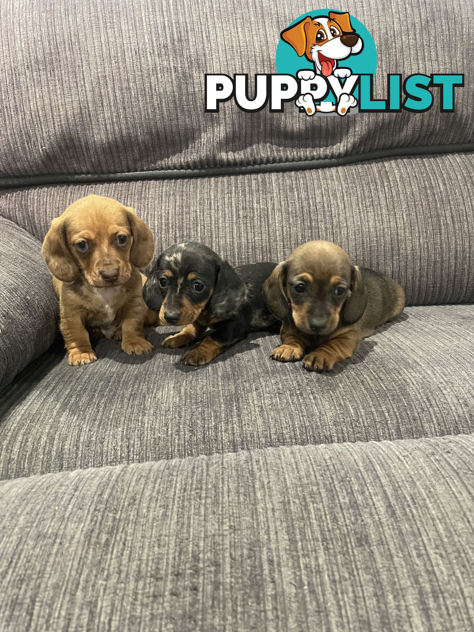 Miniature dachshund puppies