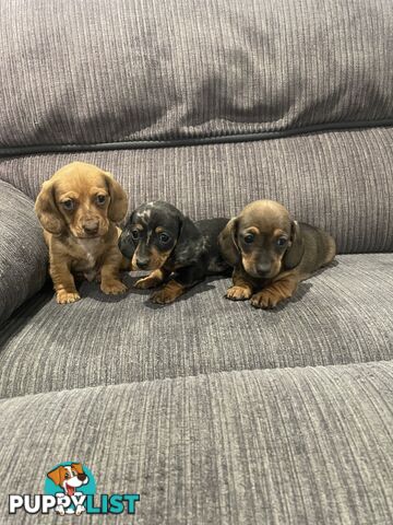 Miniature dachshund puppies
