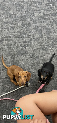 Miniature dachshund puppies