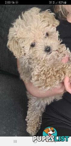 2 male pure Toy Poodle gorgeous puppies