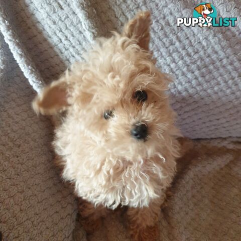 Pure Toy Poodle male