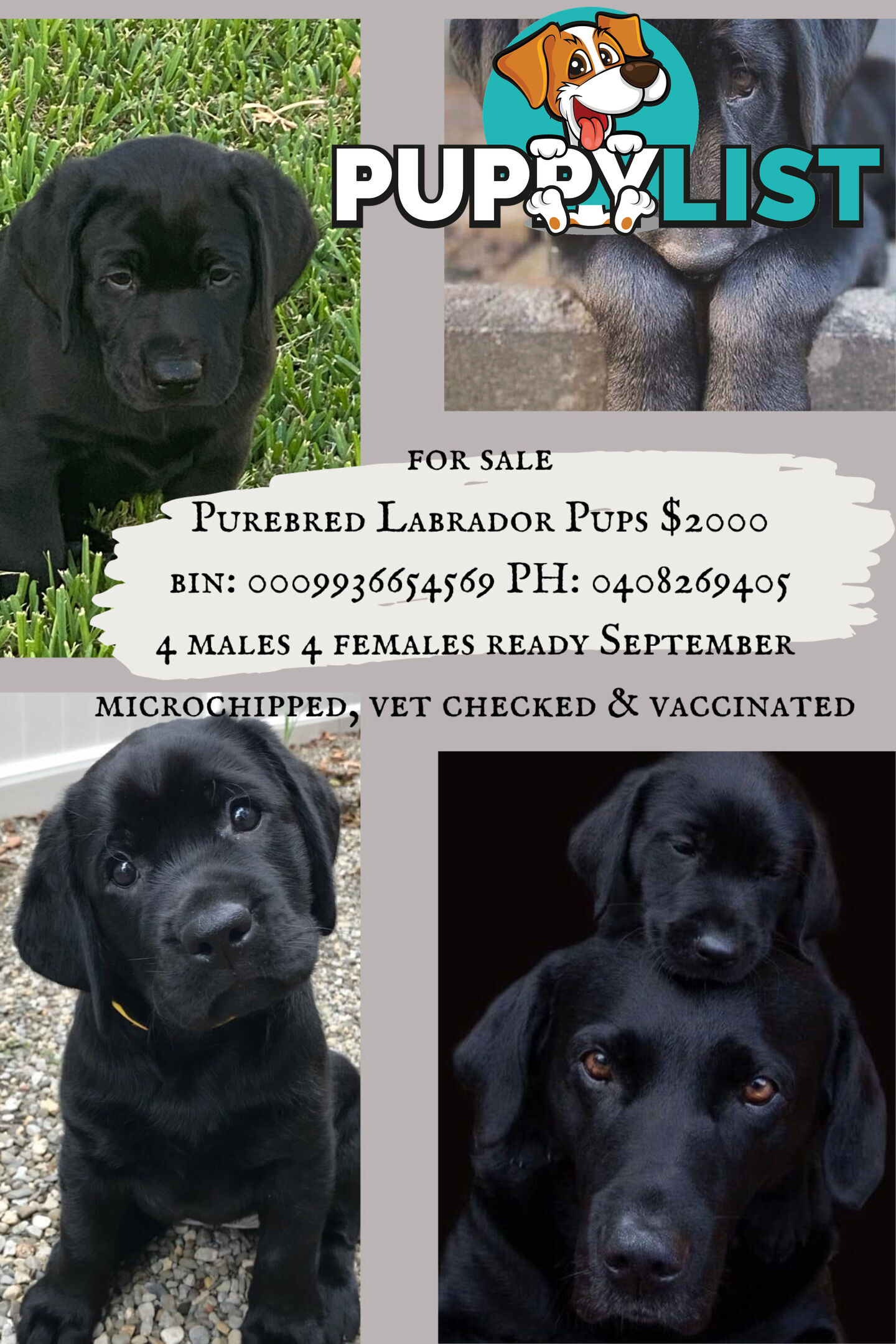 Purebred Labrador Puppies