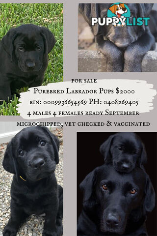 Purebred Labrador Puppies