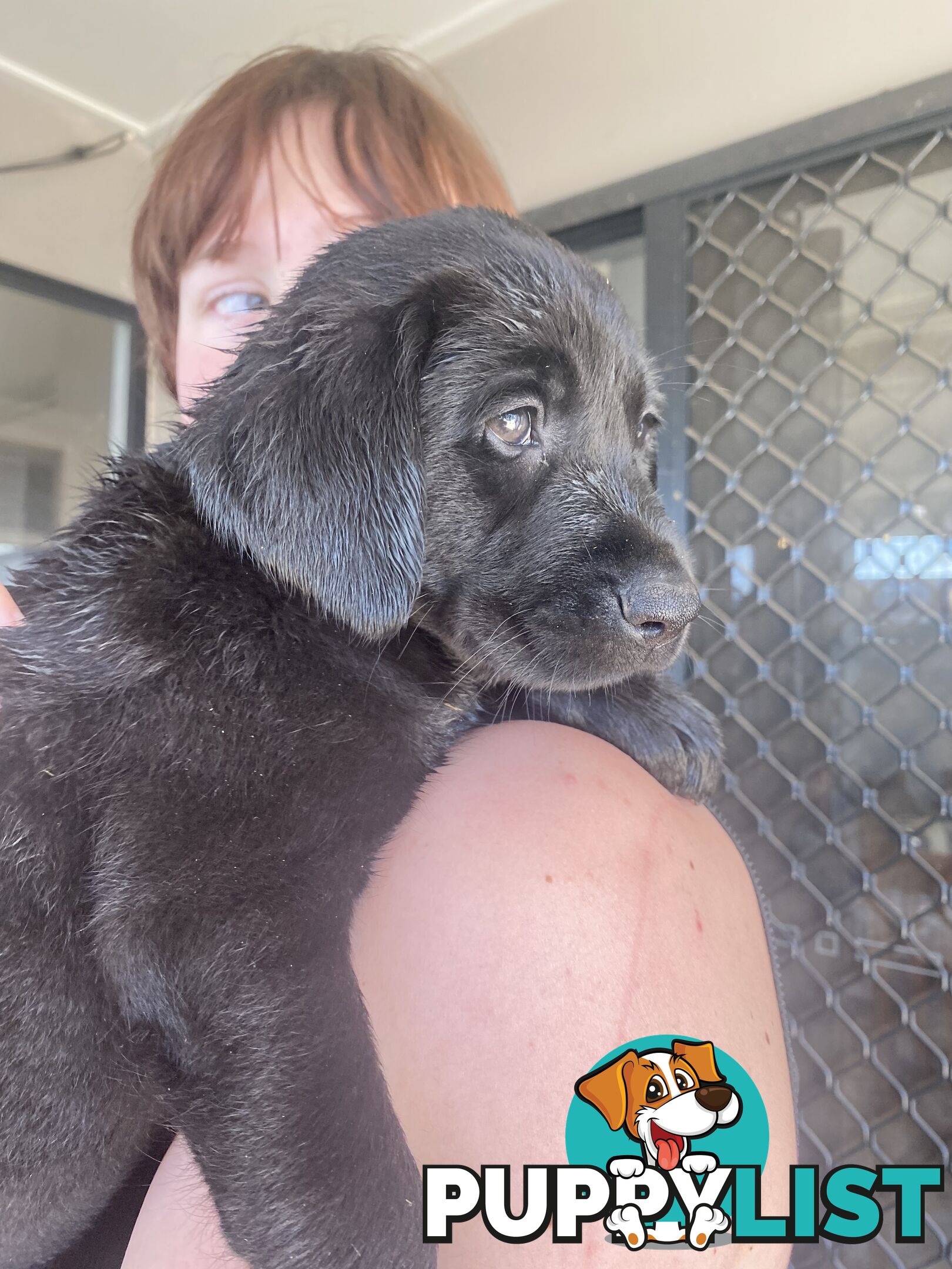 Purebred Labrador Puppies