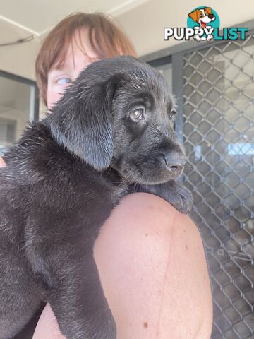 Purebred Labrador Puppies