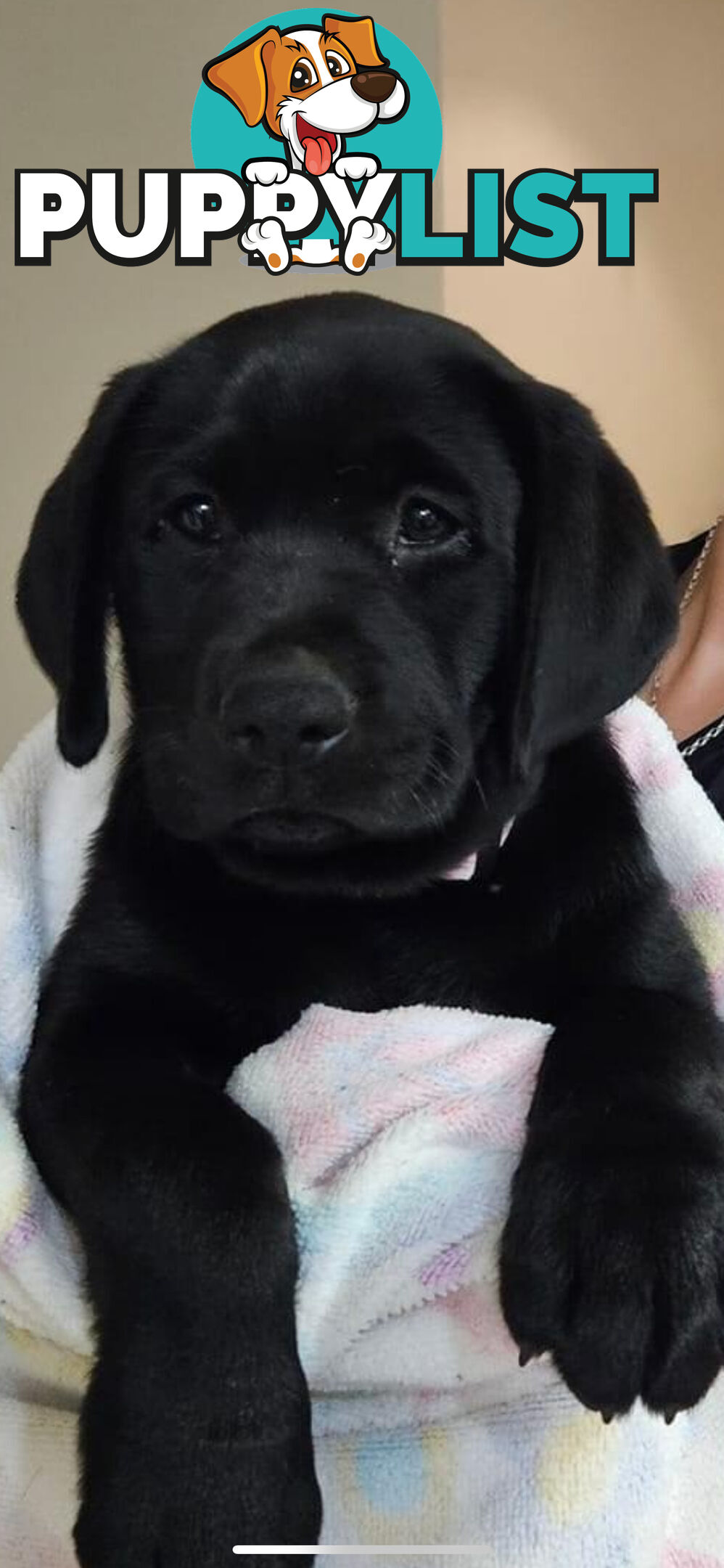 Purebred Labrador Puppies