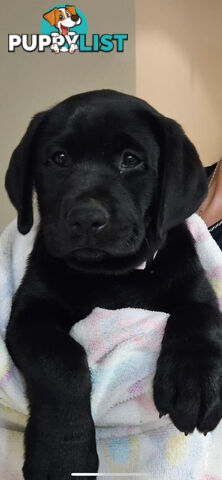 Purebred Labrador Puppies