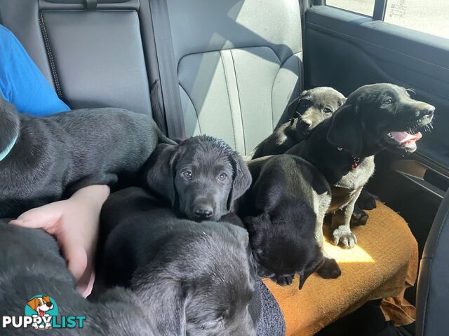 Purebred Labrador Puppies