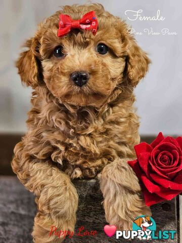 Cavoodle  gems are better than diamonds