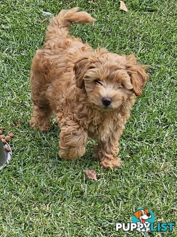 Cavoodle cuddles are the best