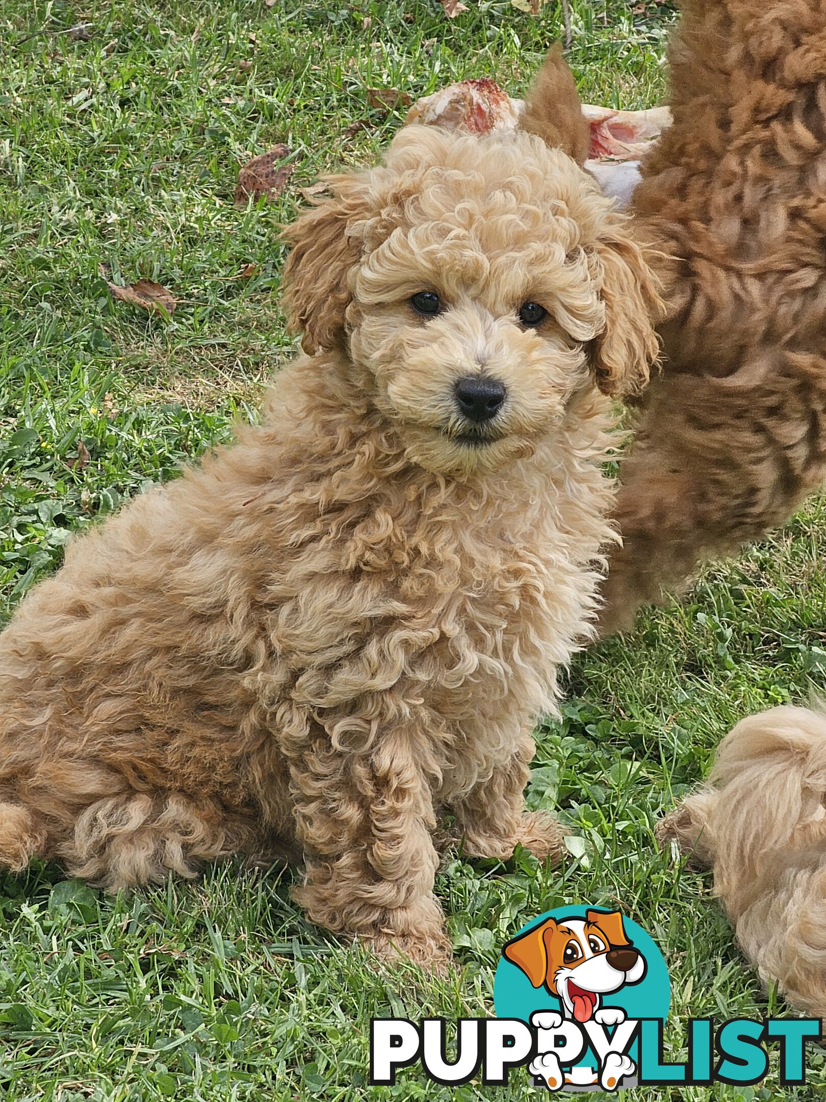 Cavoodle cuddles are the best