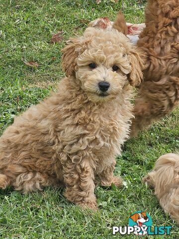 Cavoodle cuddles are the best