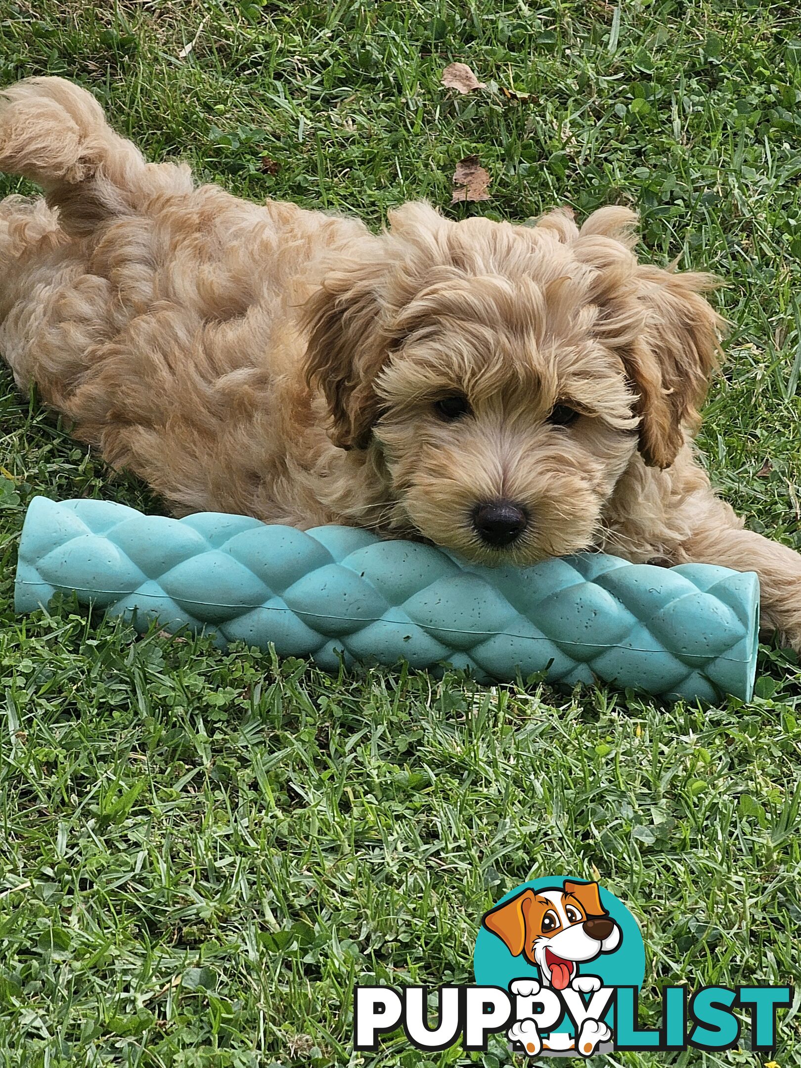 Cavoodle cuddles are the best