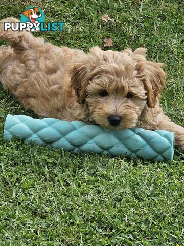 Cavoodle cuddles are the best