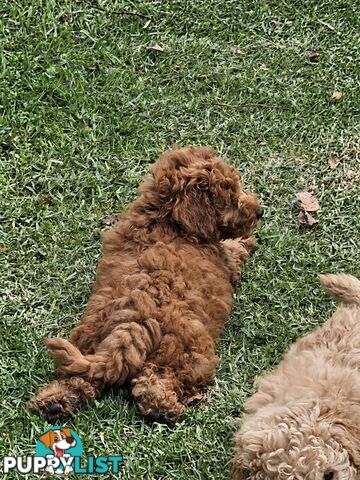 Cavoodle cuddles are the best