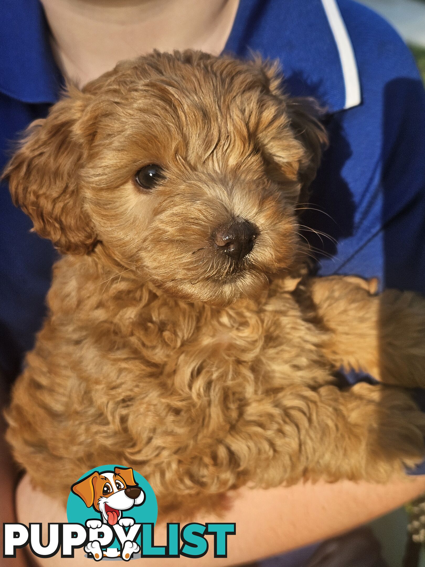 Cavoodle cuddles are the best