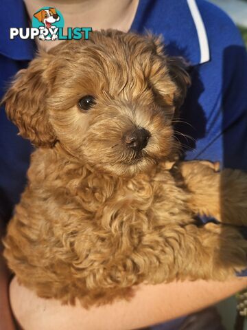 Cavoodle cuddles are the best