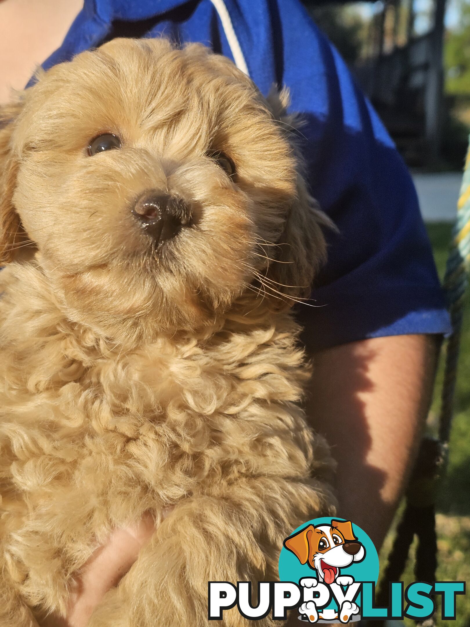 Cavoodle cuddles are the best