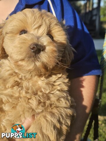 Cavoodle cuddles are the best