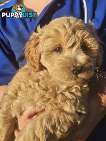 Cavoodle cuddles are the best