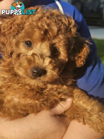 Cavoodle cuddles are the best