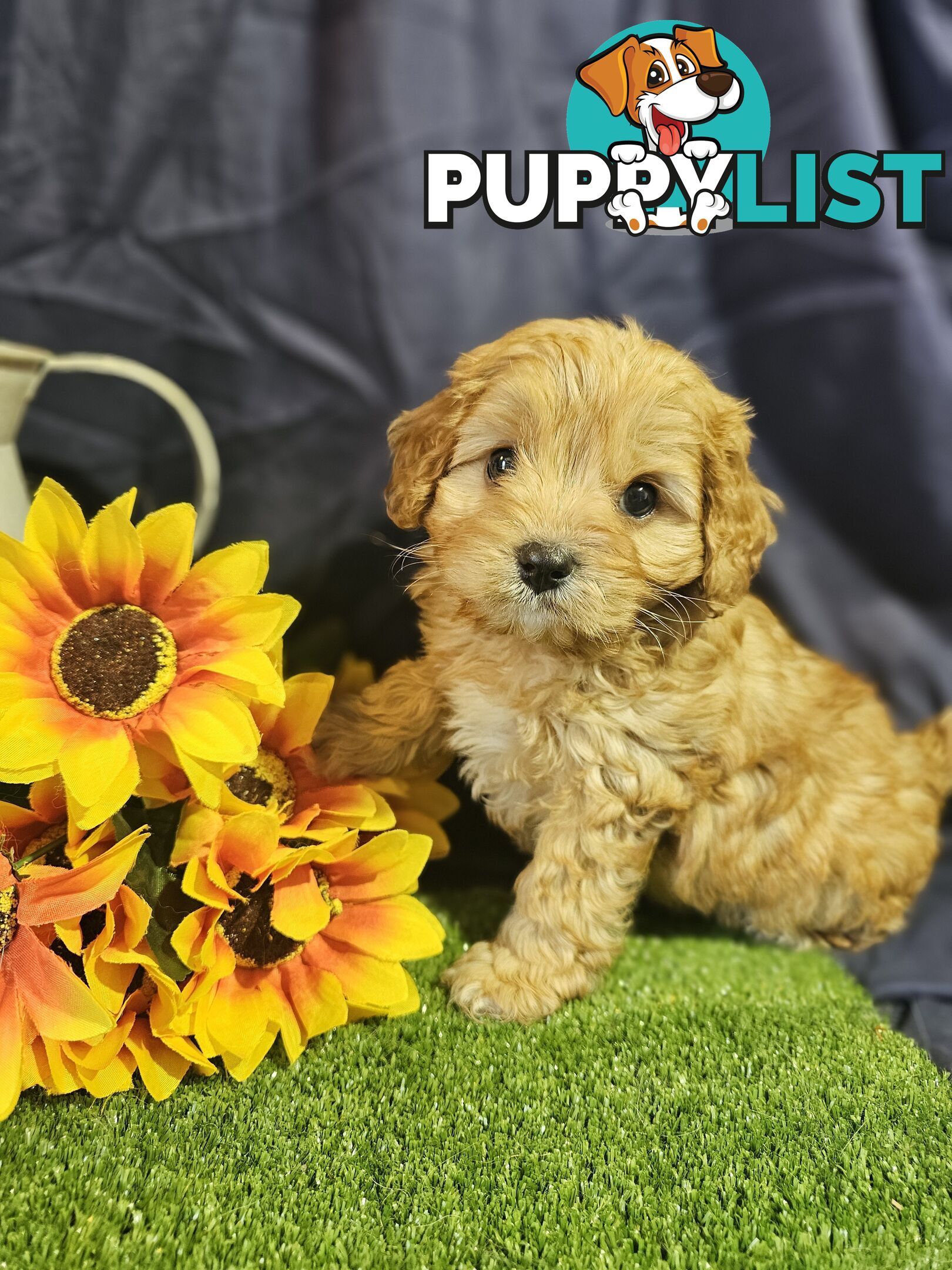 Golden spunky cavoodles